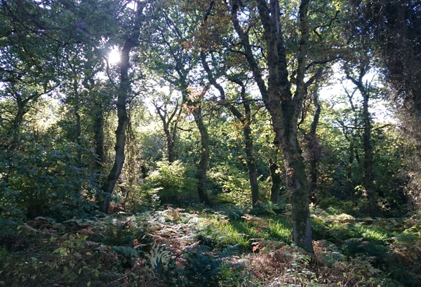 Native Woodland