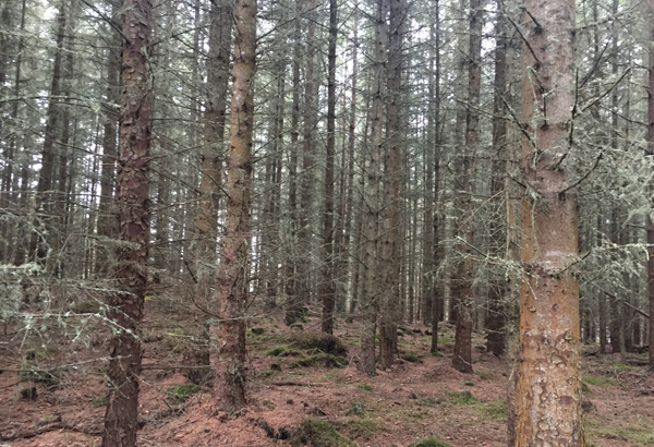 Sitka Spruce ready for felling