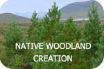 Woodland Creation