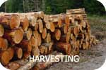 Timber Harvesting