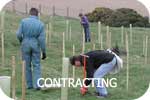 Tree Planting